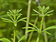Cleavers Aerial Parts
