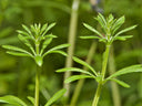 Cleavers Aerial Parts
