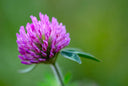 Red Clover Blossom