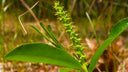 Stillingia Root