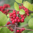 Prickly Ash Bark