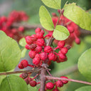 Prickly Ash Bark